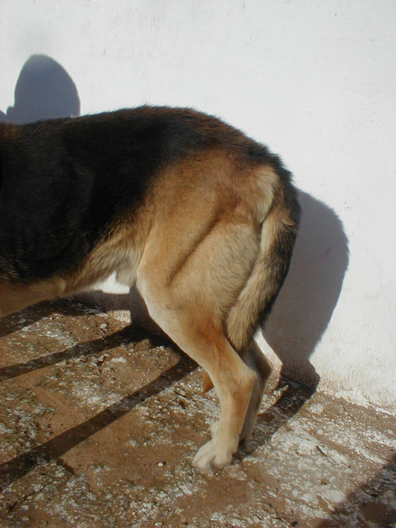 Imagen: Wikimedia Commons